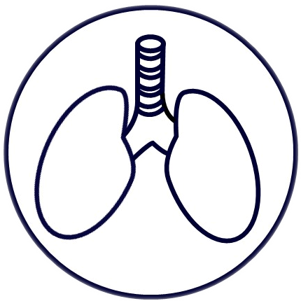 Lungs